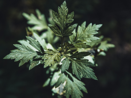 🌿 Plant Profile - Mugwort (Artemisia vulgaris)