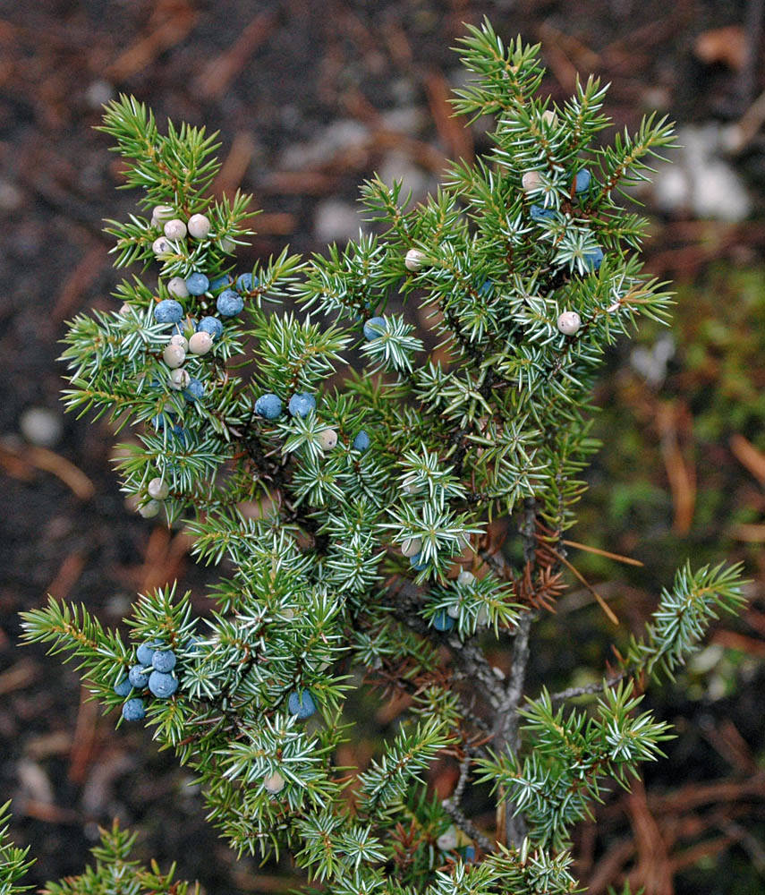 🌿 Plant Profile - Juniper (Juniperus communis)