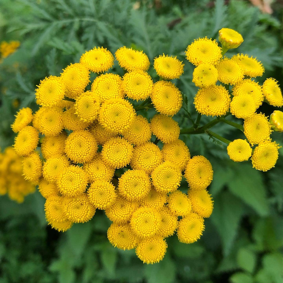 🌿 Plant Profile - Blue Tansy (Tanacetum annuum)