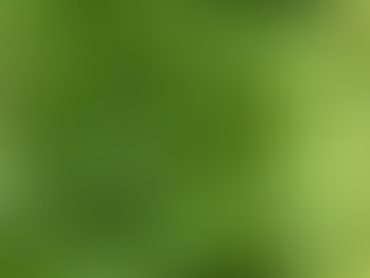 Plant Profile - Chanca Piedra (Phyllanthus niruri)