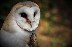 Barn Owl 255.jpg