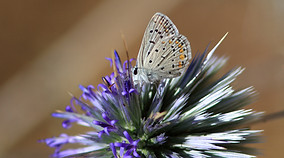 Butterfly on Thistle
