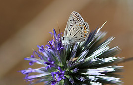 Butterfly on Thistle