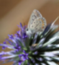Schmetterling auf Distel