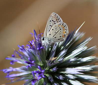 Butterfly on Thistle