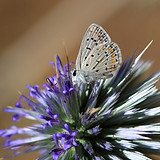 Butterfly on Thistle