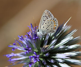 Butterfly on Thistle