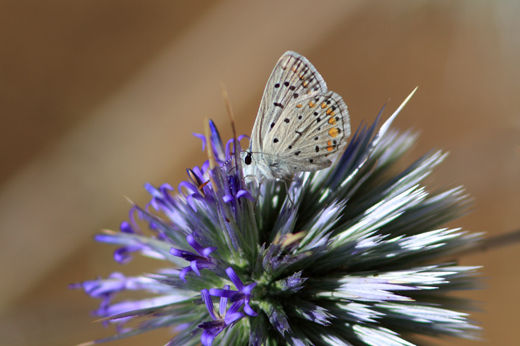 Papillon sur chardon