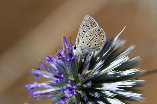untitled image