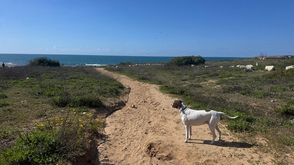 משהו נרגע בין טיגון בצל ופתיתים – ואיך טבילה בים מרגיעה את הגוף והנפש