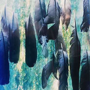 feathers.jpg