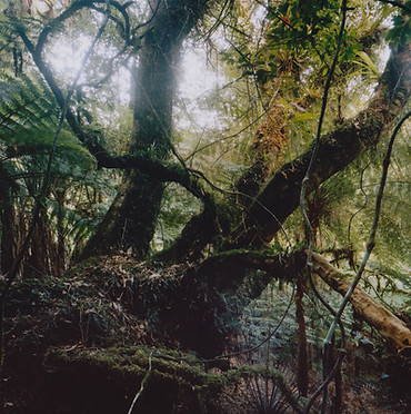 Rata Mangawaiiti.jpg