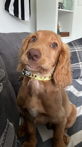 Picture of a Cocker Spaniel Puppy on a couch