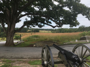 Witness Tree at Devil's Den