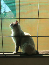 Como minha gata me ensinou a meditar
