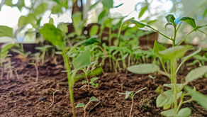 Land Restoration: A seed of hope