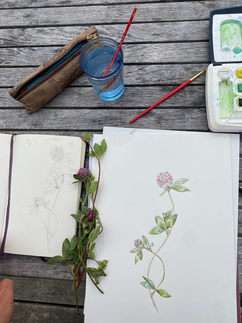 Rødkløver, Trifolium pratense - process