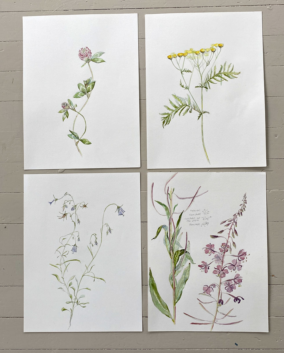 norske sommerblomster