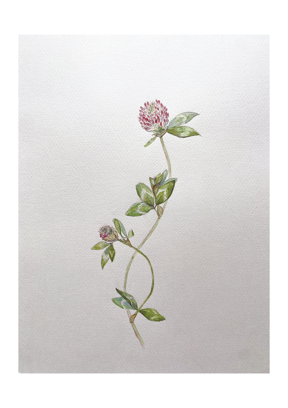 Rødkløver - Trifolium pratense – Kopi