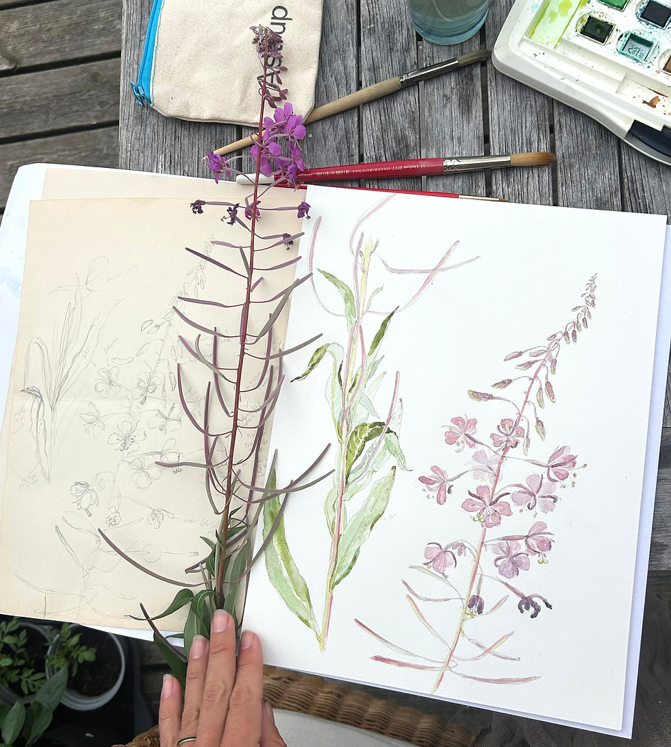 Geitrams — Chamerion angustifolium - prosess