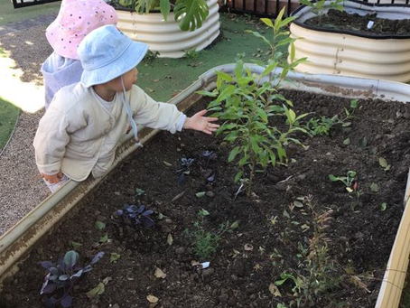 Week beginning 1st August Cocoons Plants Project