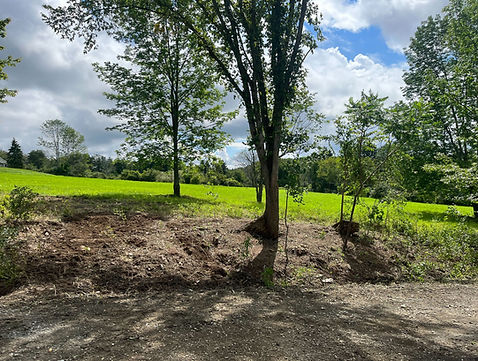 New Leaf eco landscaping meadow installation native