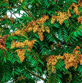 New Leaf eco landscaping invasive species removal tree of heaven