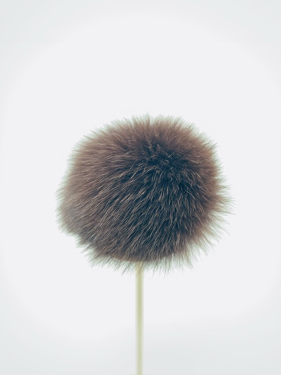 Pompon/ Brun