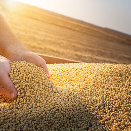 Soybean prices rise due to increasing international demand.