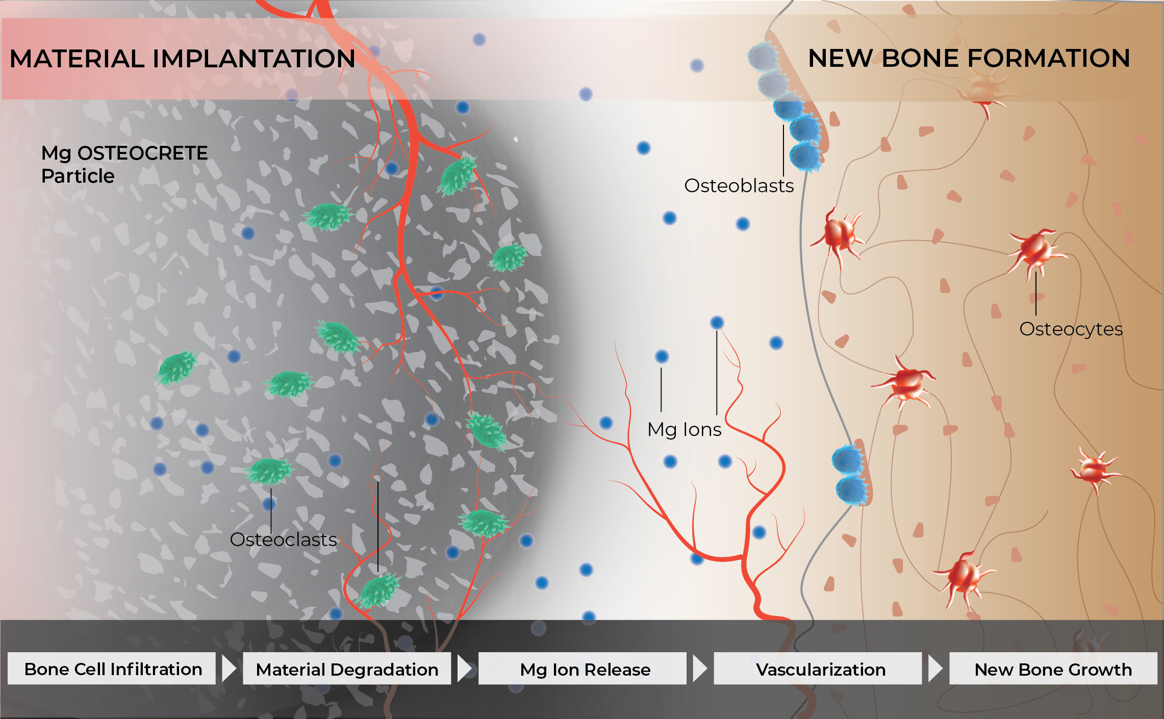 Mg OSTEOCRETE ions serve as a binder with adhesive/cohesive properties while the phosphates promote osteoconductivity