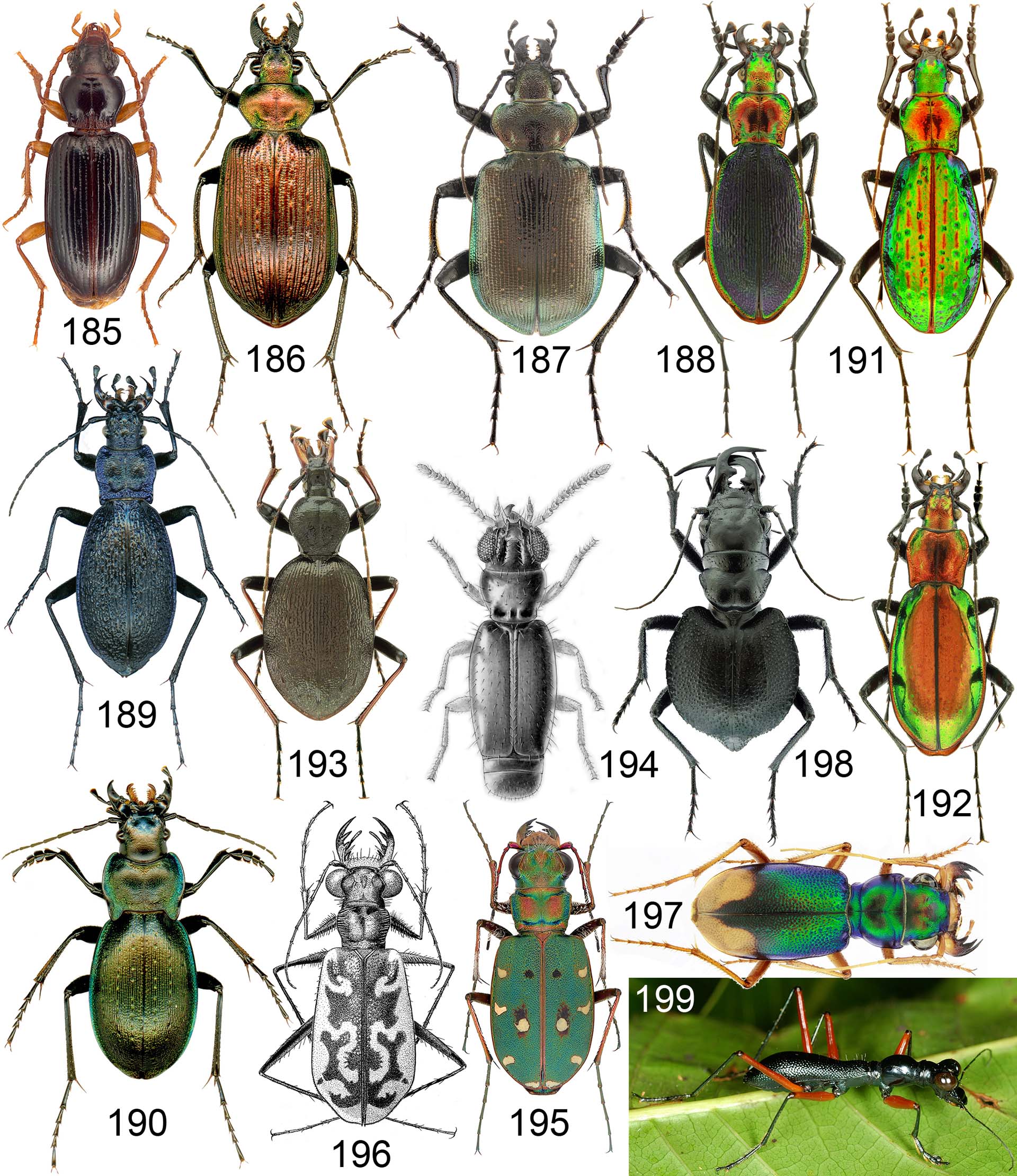 Les Insectes du Monde - Henri-Pierre Aberlenc