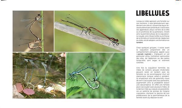 EXPO Insectes_201208_LIGHT_30.png