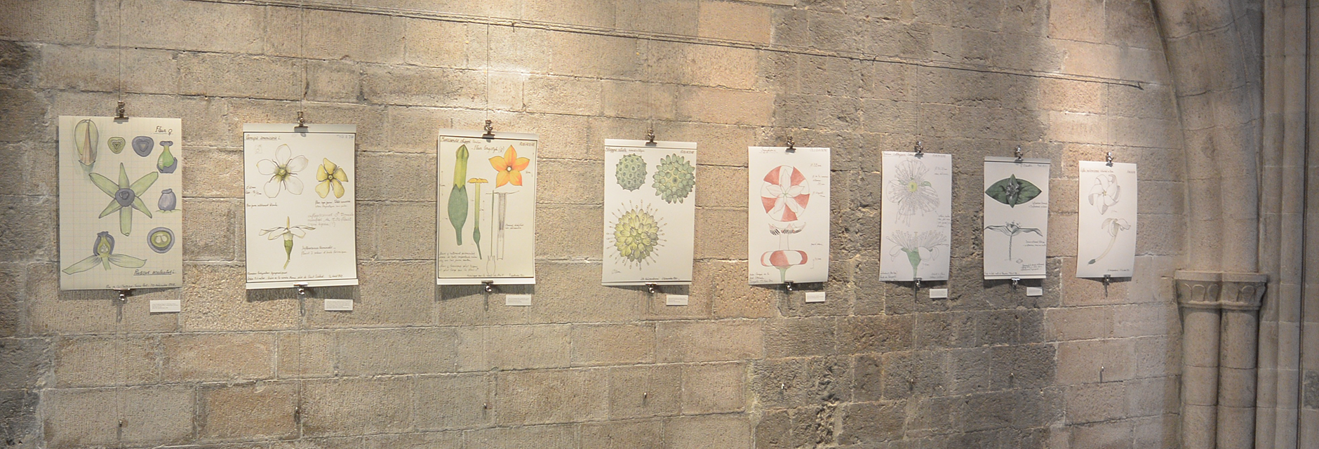 EXPO Francis Hallé