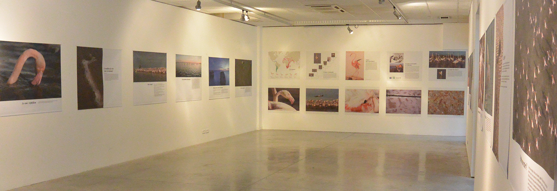 EXPO Le Flamant Rose