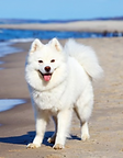 shutterstock_1215294622_edited.png