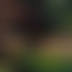 The Tragic Story of Ophelia