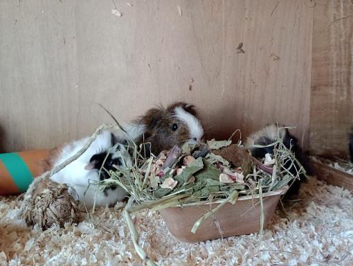 Thumbnail: Guinea pigs eating apple leaves apple slices and apple sticks