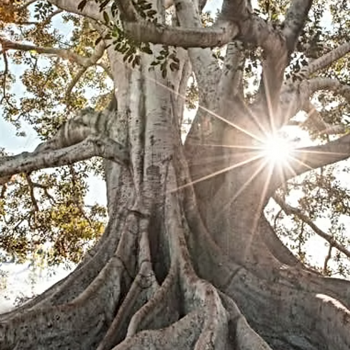Un arbre aux racines puissantes et à la cime épanouie.