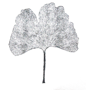 Ginkgo biloba