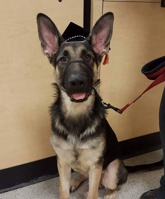 Top Dog Pet Training LLC Lewisburg PA Selinsgrove PA Dog Training