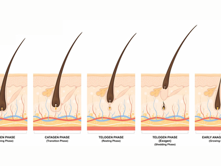 ilustración del ciclo de crecimiento del cabello mostrando las fases anágena catágena y telógena del folículo piloso