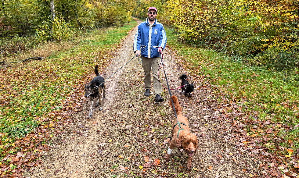 Eye-level view of a dog walking on a leafy path in a park