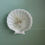 Thumbnail: White seashell soap dish with seeds