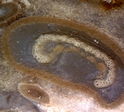 OsmundaPetioleRoot80x230.jpg