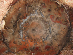 GuaireaCarnieriFern230.jpg