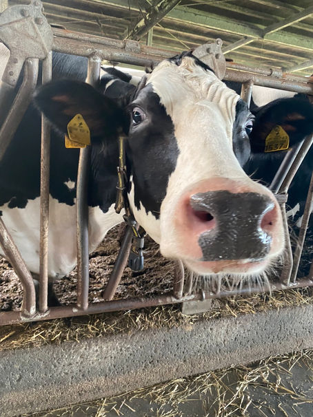 手間をやる① 「アリマン乳業さん」と「黒木牧場さん」編