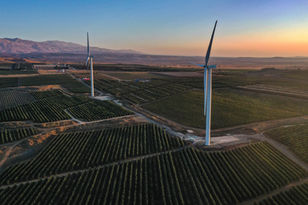 Turbines of the Emek Habacha (Valley of Tears) wind energy project tower over vineyards and orchards at sunrise, during the wine grape harvest at Tel Mahfi in Israel's Golan Heights. 