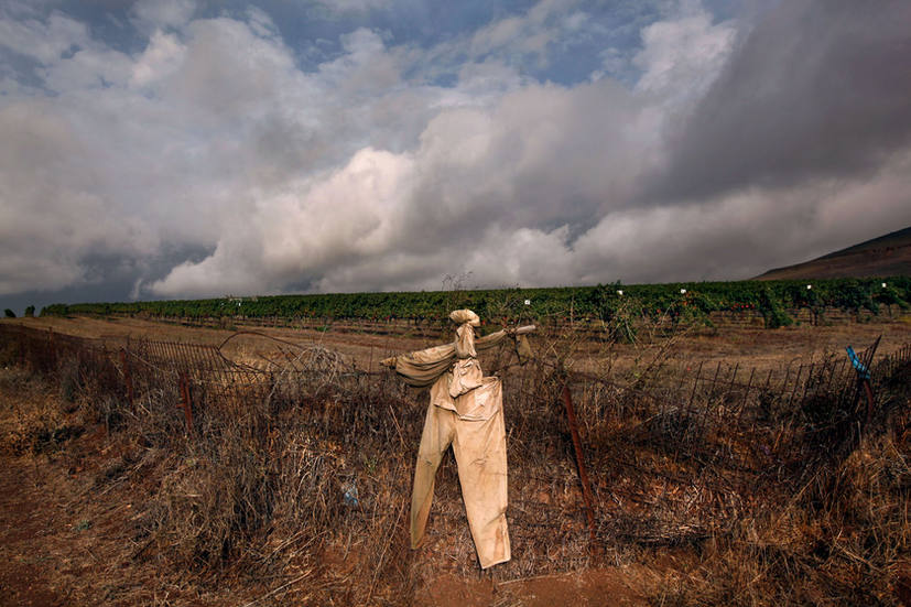 A scarecrow guards the corner of the Odem vineyard, famous for Golan Heights Winery's Yarden Chardonnay. Odem was planted between the years 1989 and 2000 near Kibbutz El Rom in the Israel's Golan Heights, on well-drained basalt soil with a high tuff content.