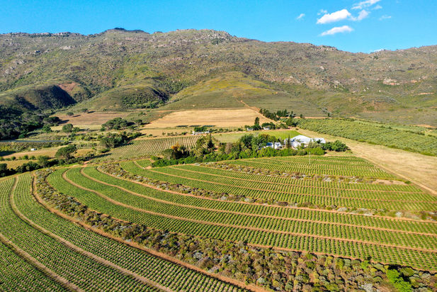 An aerial view of the sustainably-farmed vineyards at the Mullineux Family Wines' Roundstone farm on the slopes of the Kasteelberg mountains near Riebeek-Kasteel in the Swartland wine region of  the Western Cape.