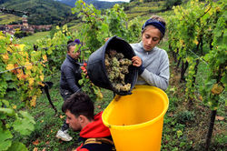 Autumn in Alsace through the lens of wine photographer David Silverman